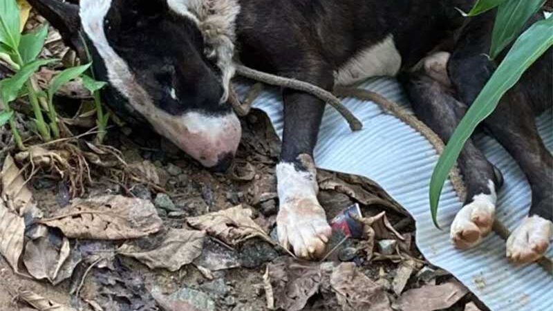 Cão é amarrado e deixado para morrer em Joinville SC; VÍDEO