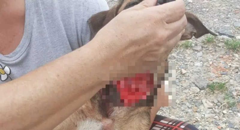 Cachorra é resgatada após ser encontrada com corte no pescoço em Joinville, SC