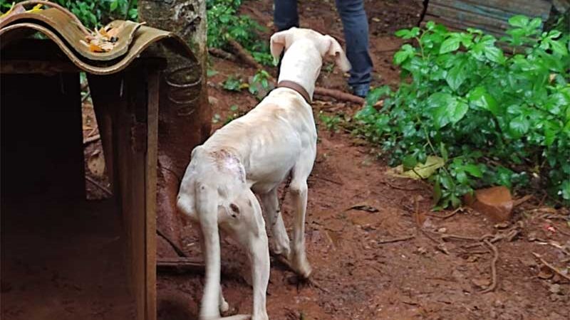 Homem é preso em Nova Erechim (SC) por maus-tratos a cinco cães