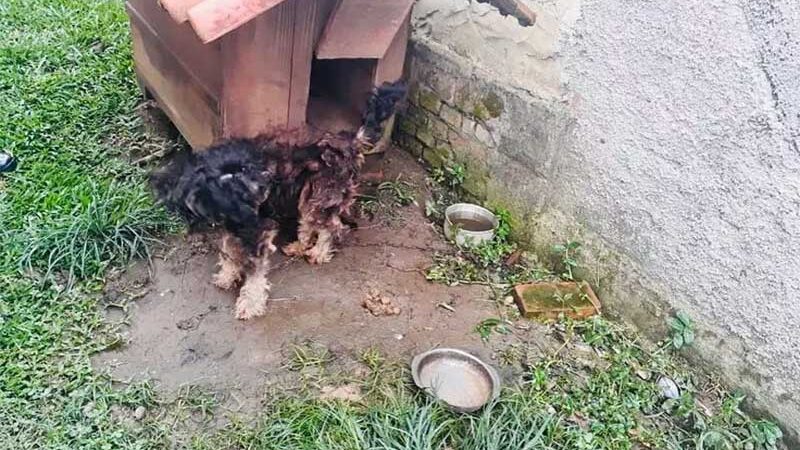 Mulher é presa por maus-tratos a cães em São Bento do Sul, SC