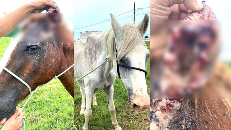 Cavalos são resgatados em situação de magreza extrema em Tijucas, SC; tutor não foi identificado