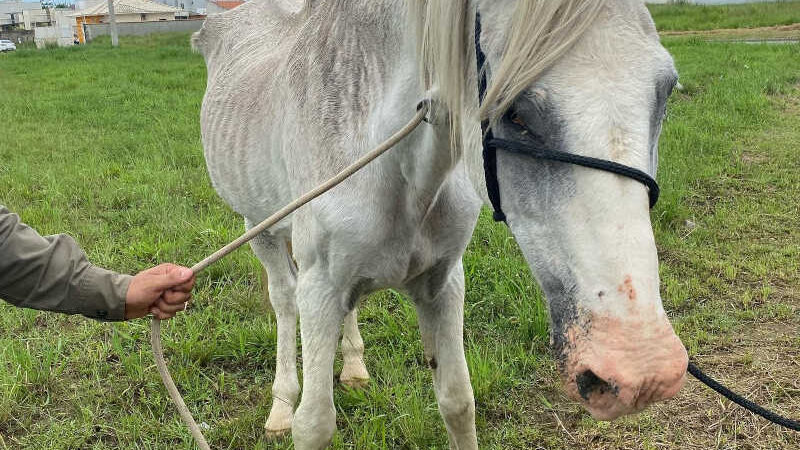 Cavalos são resgatados em situação de magreza extrema e com parasitas na Grande Florianópolis
