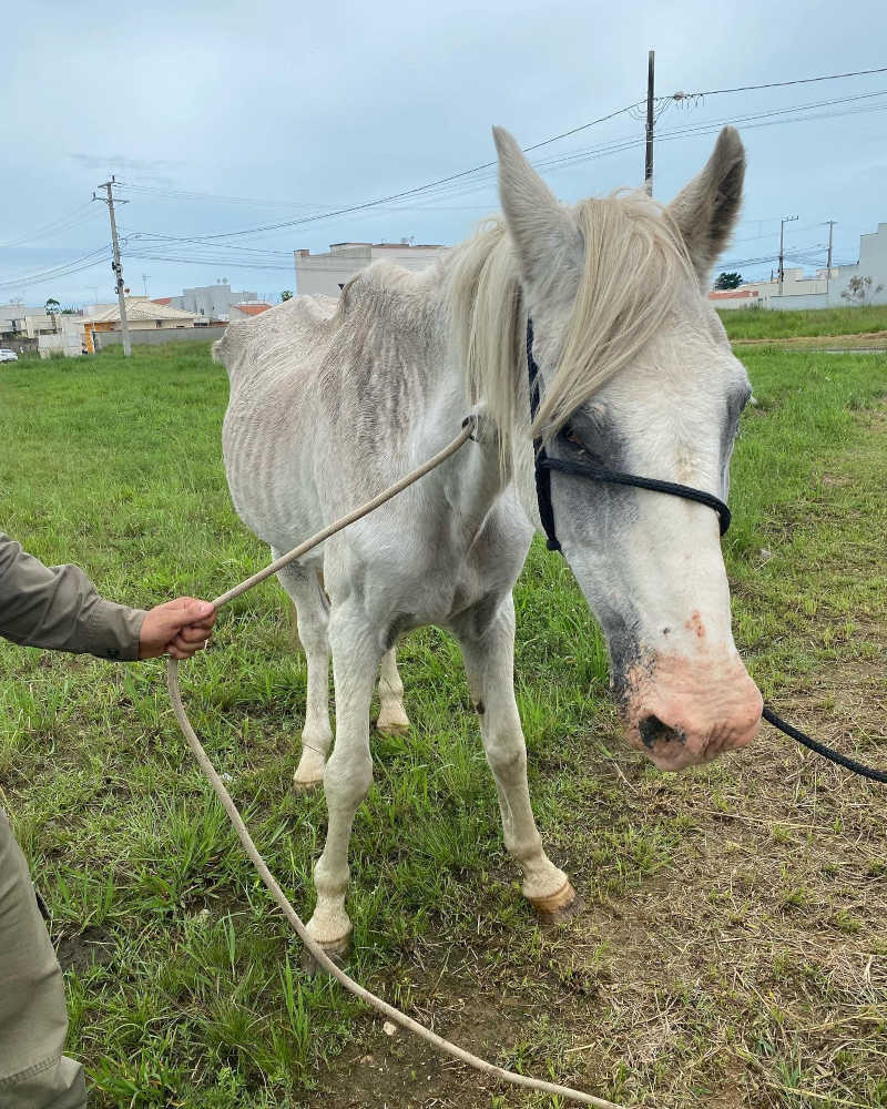 Cavalos são resgatados em situação de magreza extrema e com parasitas na Grande Florianópolis