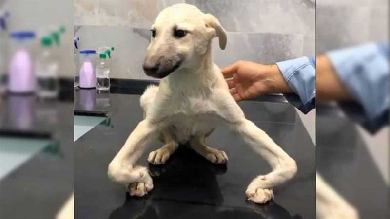 Cachorro ficou com patas tortas após ter rabo cortado quando filhote