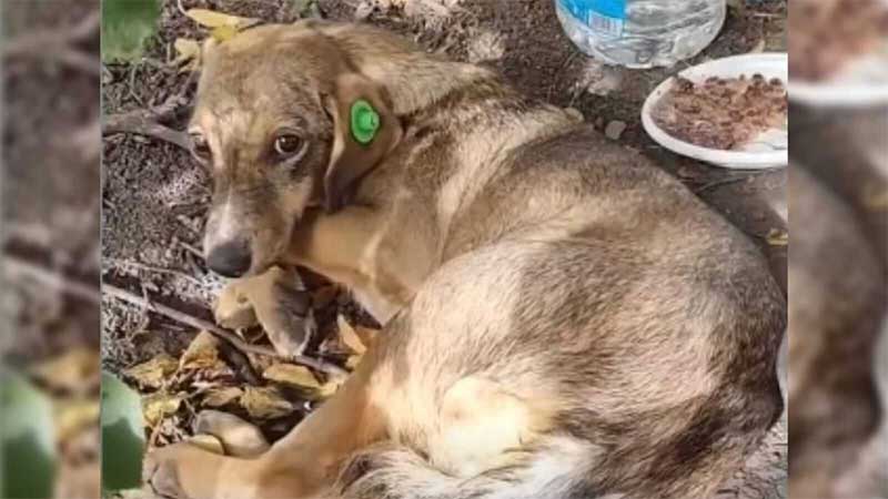 Cachorro ficou 2 semanas abandonado com patas quebradas e comida estragada