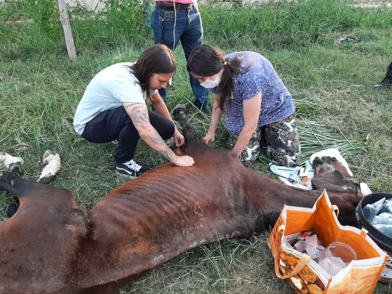 Cavalo resgatado na Praia Azul morre após maus-tratos, em Americana, SP