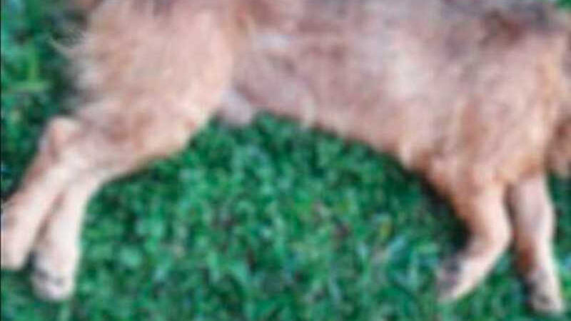 Cachorrinha morre com boca espumando e polícia apura envenenamentos em Nova Andradina, MS