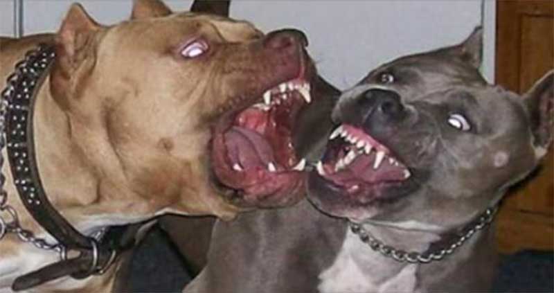 Polícia investiga maus-tratos a cães pit bull em Araçatuba, SP