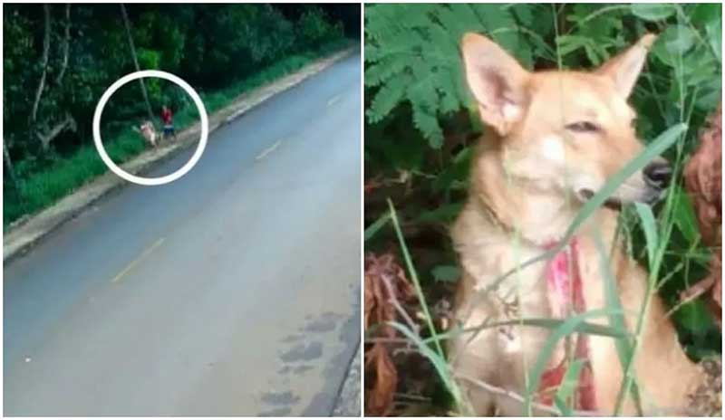Câmera flagra casal abandonando cachorra em área de mata em Araraquara, SP; VÍDEO