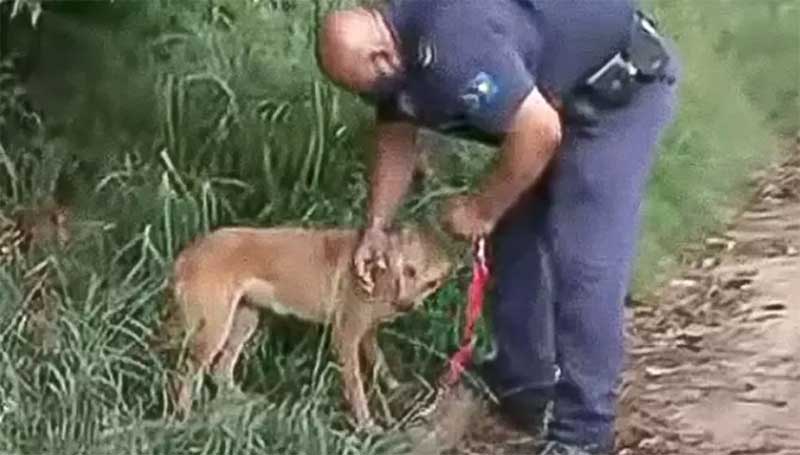 Cachorra é resgatada após ser abandonada por casal em Araraquara — Foto: Guarda Civil Municipal