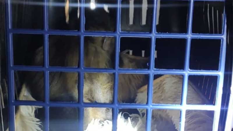 Apreensão de dois macacos-prego ocorreu no começo da madrugada deste sábado, na rodovia Marechal Rondon em Avaí — Foto: Polícia Rodoviária /Divulgação