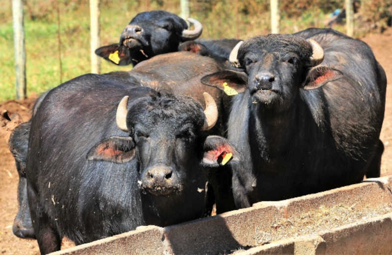 STF mantém preventiva de fazendeiro acusado de maus-tratos a búfalos em Brotas, SP