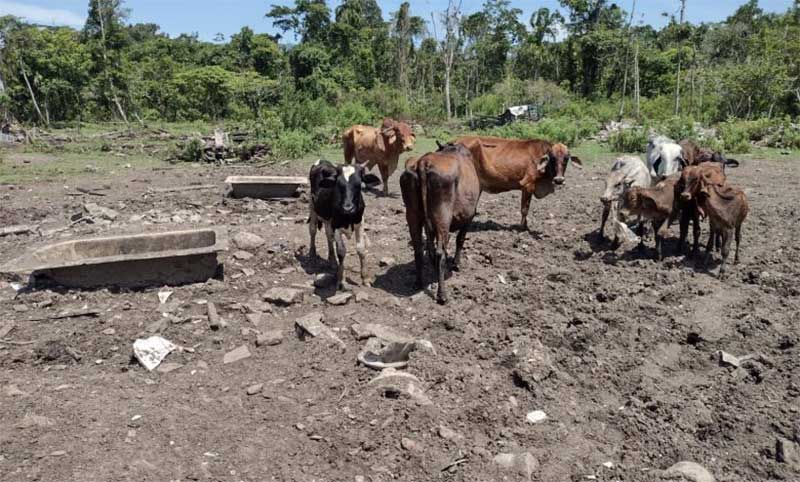 Animais são resgatados por maus-tratos pela Polícia Ambiental em Caraguatatuba, SP