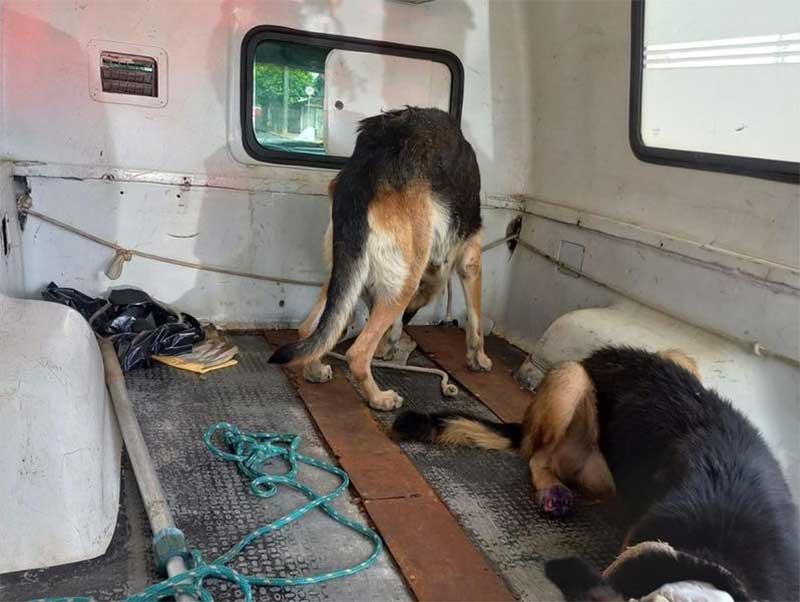 Cães da raça pastor-alemão foram encontrados em situação de maus-tratos (GCM Catanduva/Divulgação)