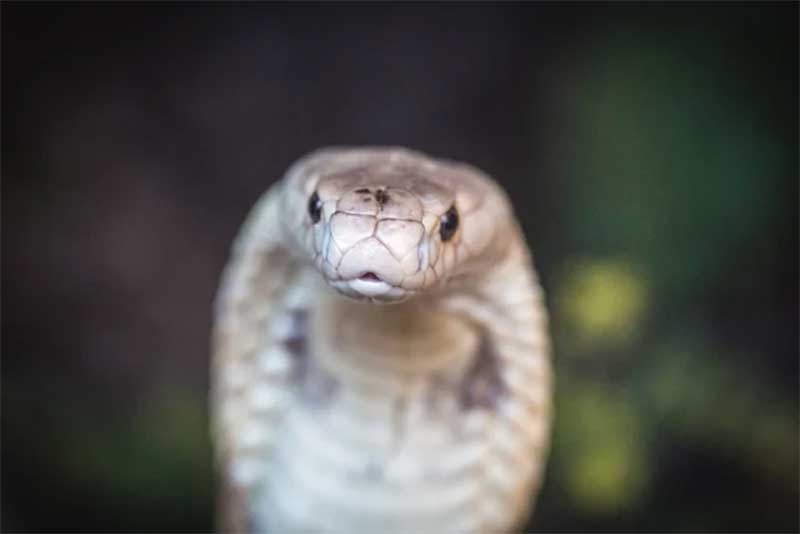 Réu por maltratar naja, Pedro Krambeck dá curso sobre cobras venenosas