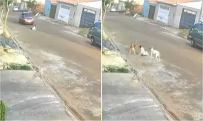 Cachorro ‘recebe ajuda’ de outros cães após ser atropelado por motorista que não prestou socorro; vídeo