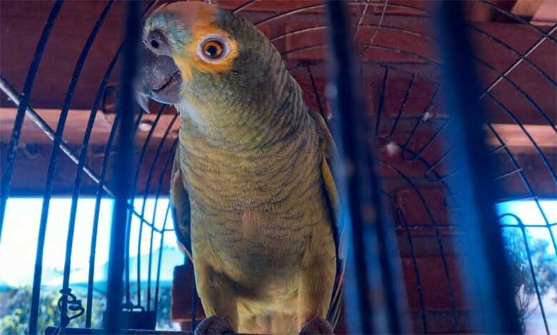 Papagaio na gaiola gera multa de 500 reais ao tutor no interior de SP
