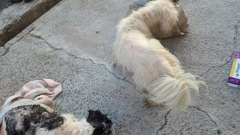 Dois cachorros são resgatados de situação de maus-tratos em Piracicaba, SP