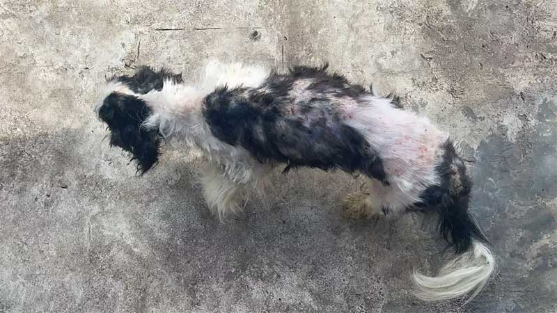 Cães foram resgatados de situação de maus-tratos em Piracicaba — Foto: Maycon Barbon/Arquivo pessoal