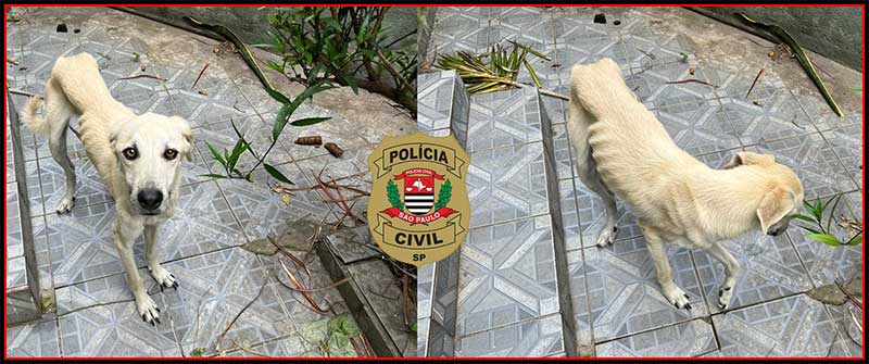 Mulher é indiciada por maus-tratos contra animais e tem seu cão apreendido pela Polícia Civil em SP