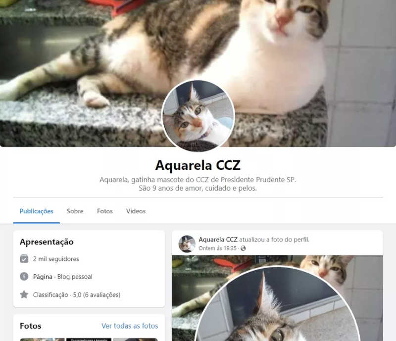 Após ser abandonada em escola, gata Aquarela é resgatada, ganha perfil nas redes sociais e vira mascote do CCZ