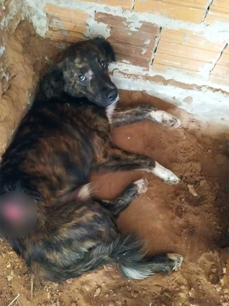 Polícia Ambiental resgata cachorro com ferida exposta e multa homem em R$ 3 mil por maus-tratos