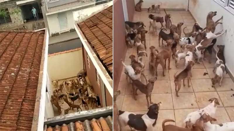 Cachorros amontoados em quintal sujo e pequeno de casa em Ribeirão Preto — Foto: Acervo pessoal/Gabriela Bassi