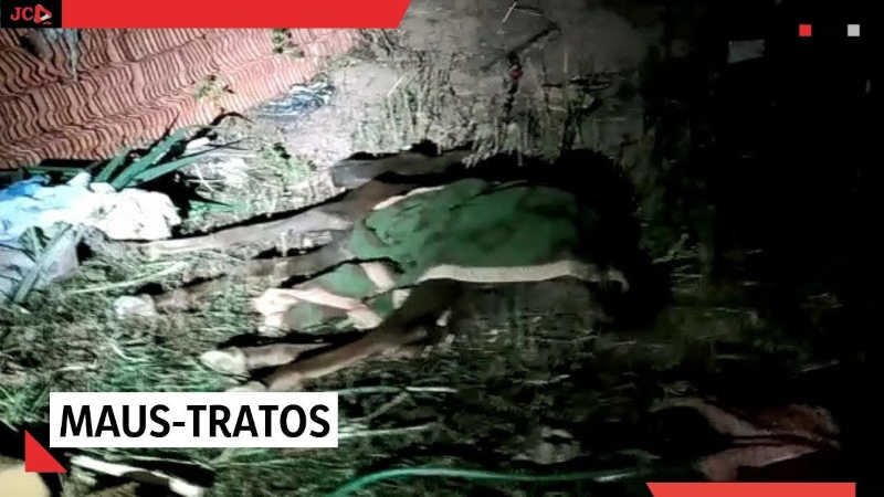 GCM registra ocorrência de maus-tratos contra cavalo em Rio Claro, SP