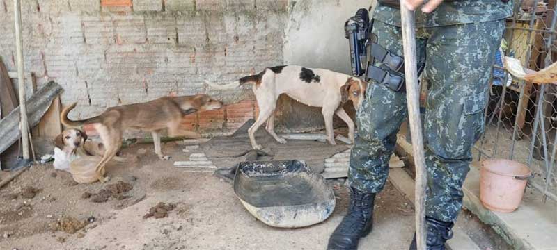 Polícia apreende arma furtada e resgata cachorros desnutridos em São José do Barreiro, SP