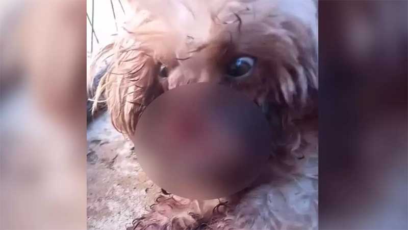 Cadela tem focinho arrancado dentro de casa em Serrana, SP