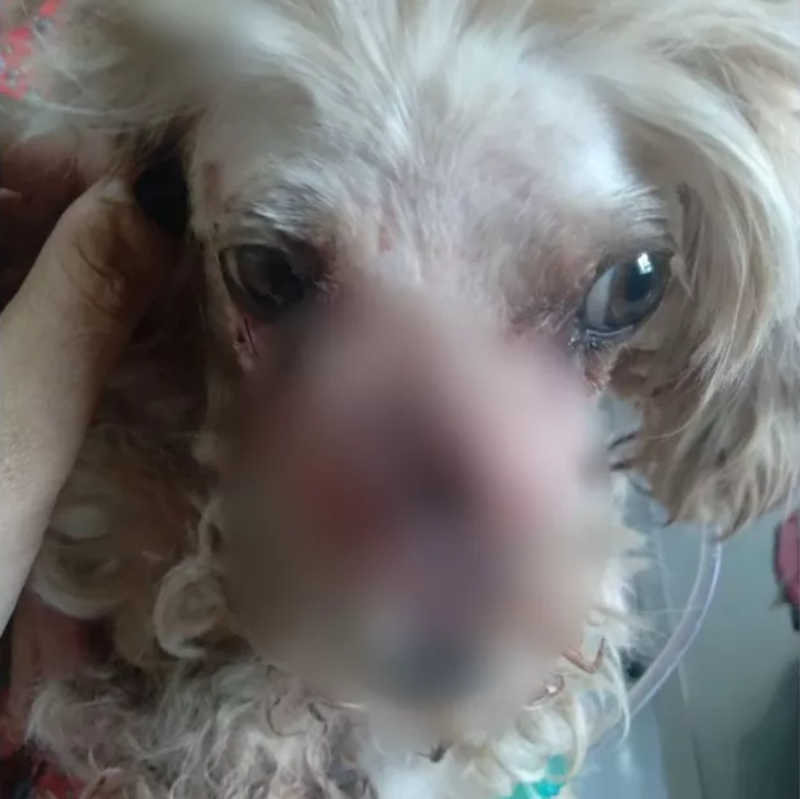 Cadela com focinho decepado em Serrana, SP, passa por cirurgia de reconstrução
