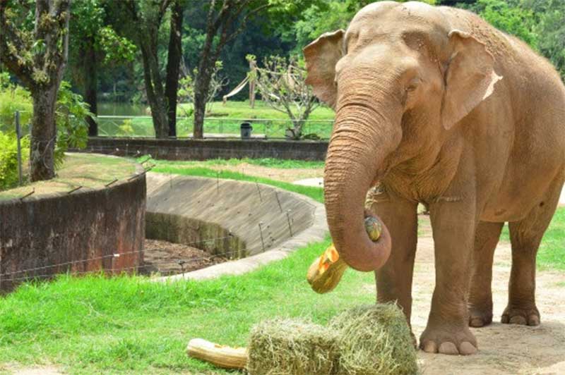 Santuário dos elefantes em Chapada dos Guimarães (MT) receberá primeiro animal macho