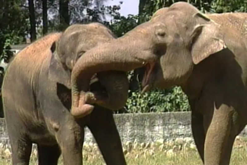 Haisa e Sandro no zoo de Sorocaba (SP) — Foto: TV TEM/Arquivo