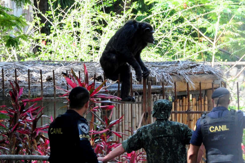 Tribunal de Justiça de SP manda seguir com ação envolvendo primatas do zoo de Sorocaba, SP
