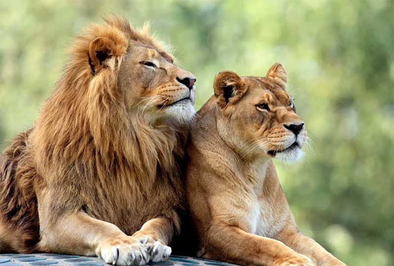 Leões famintos doentes com costelas salientes são salvos de horríveis condições de zoológico no Sudão