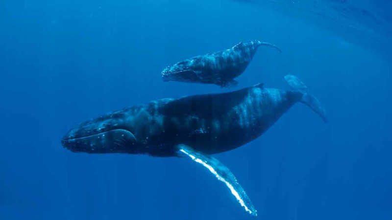 Inteligência artificial: veja como a tecnologia está salvando as baleias-jubarte