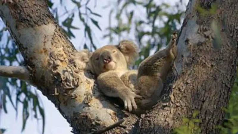AUSTRÁLIA Rastreamento de coalas: aparelhos de monitoramento buscam evitar a extinção da espécie (Crédito:Divulgação)