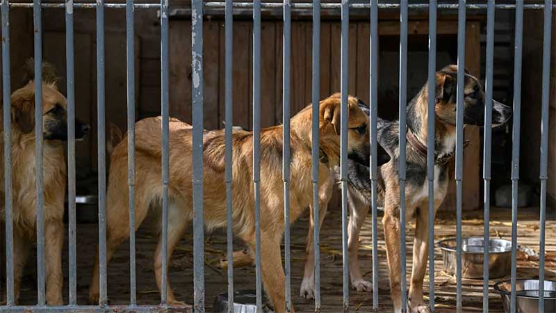 Abrigos de animais na Ucrânia: “Não vamos embora. Ficamos com os animais”