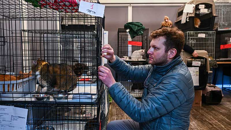Instituição polaca recolhe e trata animais vítimas do conflito na Ucrânia