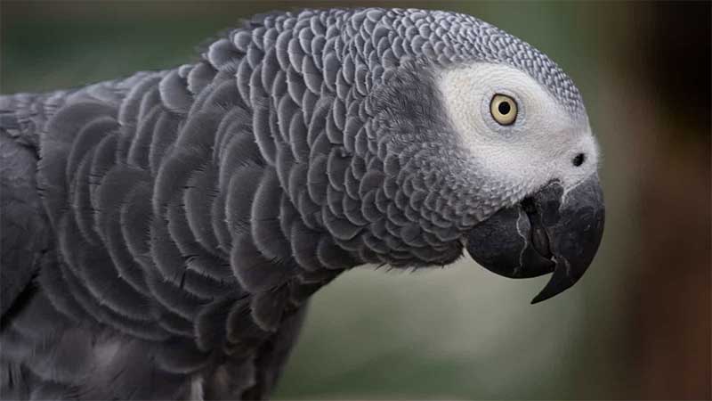 Detido congolês que tentava traficar 122 papagaios-cinzentos africanos