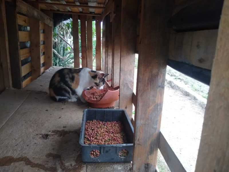 Cuidadora de animais denuncia maus tratos e envenenamento de gatos em Arapiraca