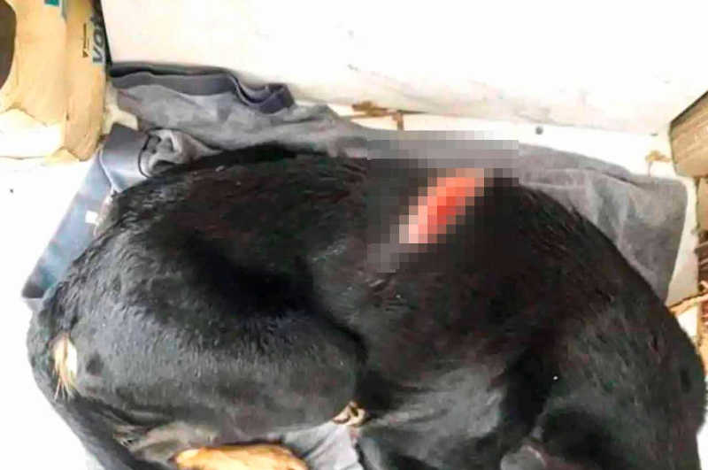 Crueldade: moradores denunciam ataques contra cães de rua em União dos Palmares, AL