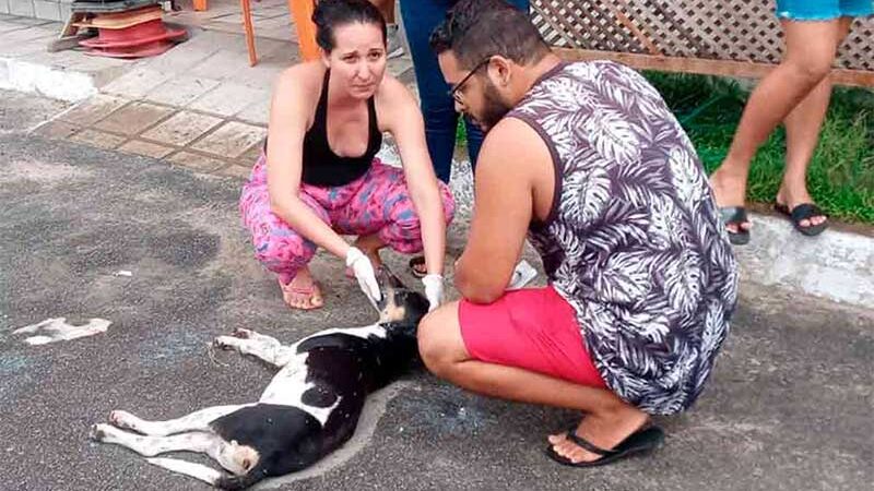 Defensores da causa animal tentam salvar cão com sinais de envenenamento em União dos Palmares | © Gustavo Lopes/BR104