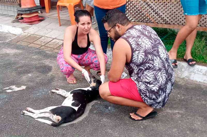 Após ser envenenado, cão é encontrado agonizando na rodoviária de União dos Palmares