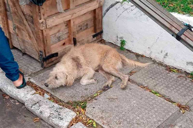 Cachorro abandonado na Avenida Monsenhor Clóvis, em União dos Palmares | © Gustavo Lopes/BR104