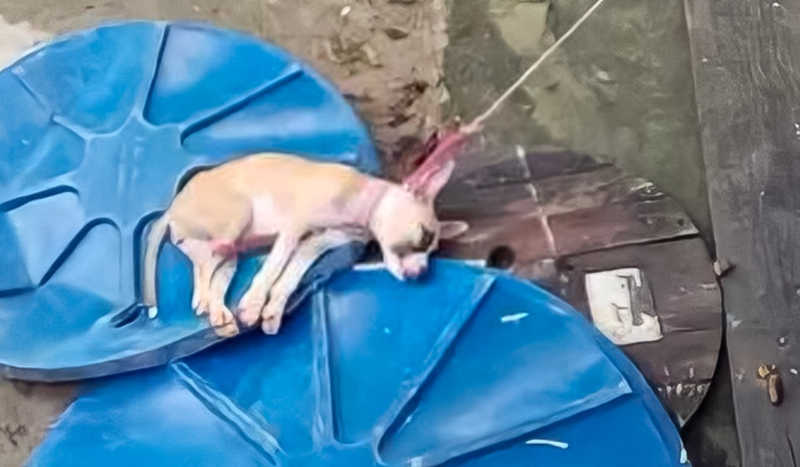 Cachorrinho mantido amarrado sob sol e chuva é resgatado em Manaus, AM
