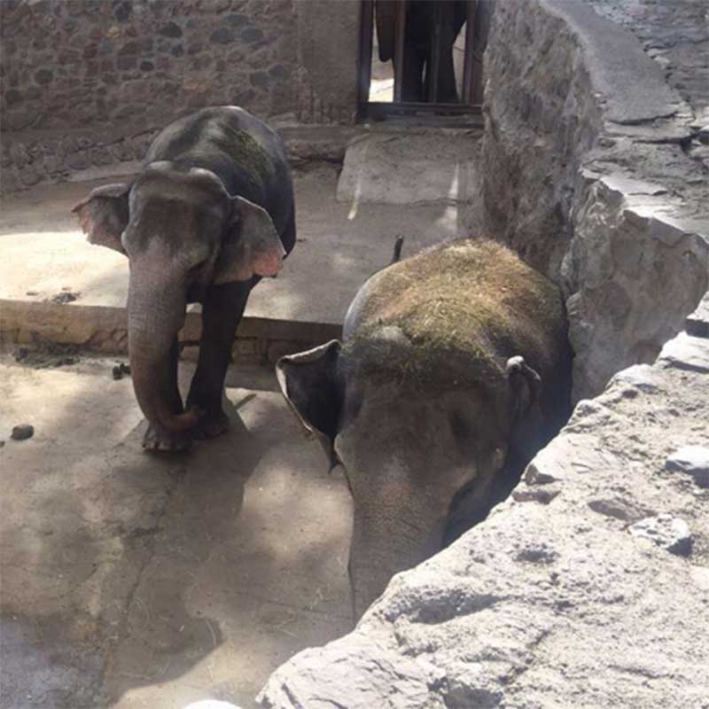 Após espera na Argentina, elefantas se preparam para vir para Chapada dos Guimarães, em MT