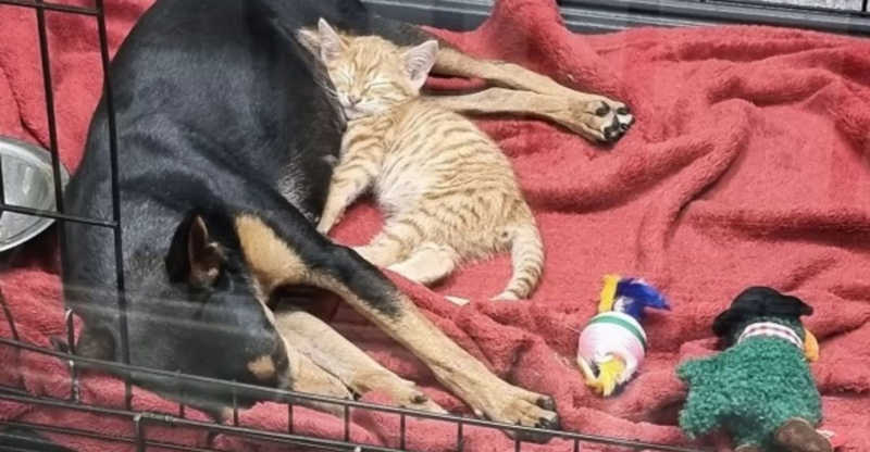 Gato escapa da gaiola para confortar cachorra apavorada em primeiro dia no abrigo