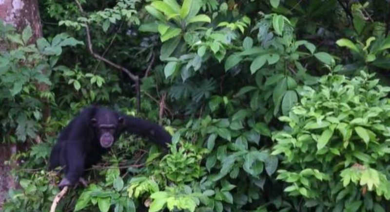 Chimpanzés que passaram por experimentos em laboratório vivem em ilhas particulares na Libéria