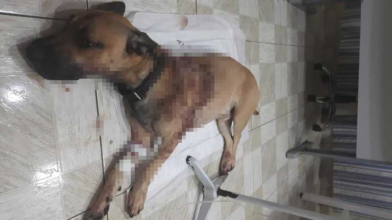 Tutora denuncia homem por desferir facadas em cachorro na BA; suspeito era amigo da família